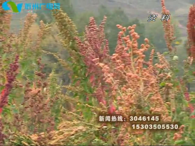 《美丽乡村行》系列报道：灵境村的绚丽藜麦
