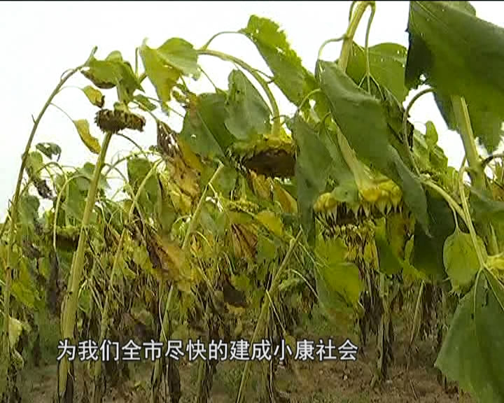 原平：万亩食用向日葵种植项目启动