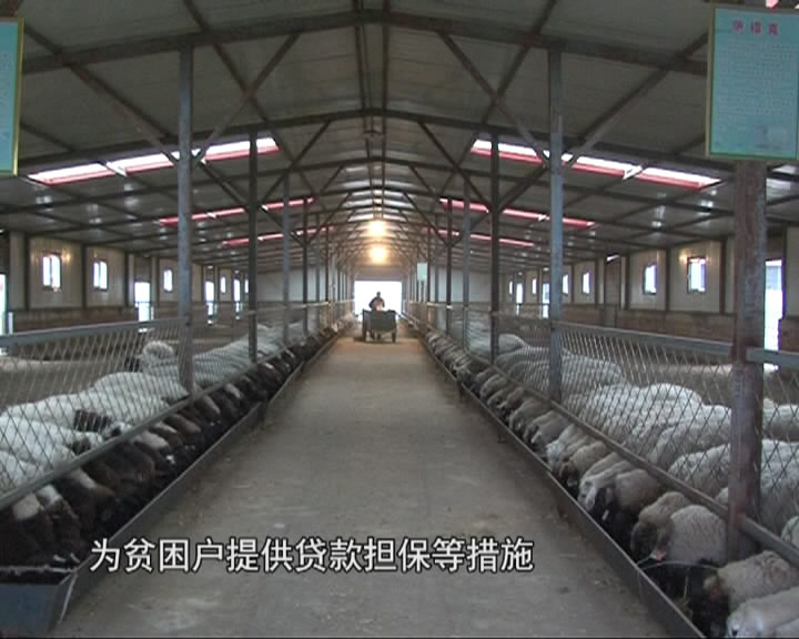 五寨 延伸产业链 推进羊产业项目发展助力农民脱贫增收
