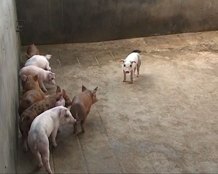 静乐：新型养猪模式 带动村民增收​