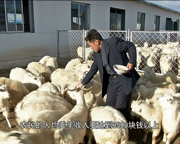 岢岚：扩张升级羊产业 “得益养羊”摘穷帽​