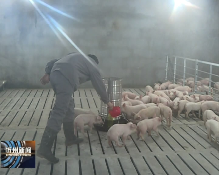 宁武：新大象百万头生猪养殖项目 首批8000多头生猪进场
