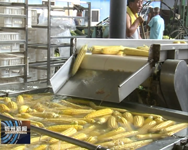 忻府区 万亩甜糯玉米甜蜜收获 亩均增收400元​