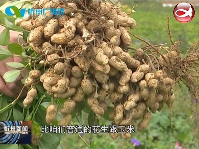 忻府区奇村镇：一百亩高油酸花生试种成功​
