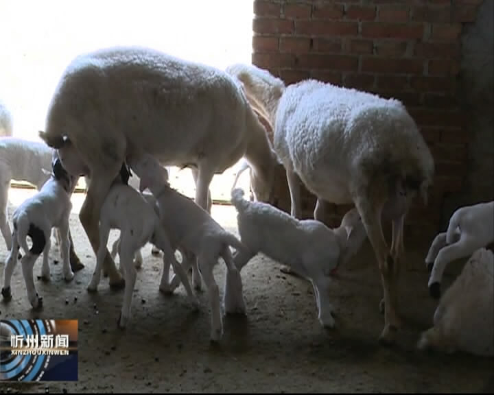 神池：贫困户领养优种羊 合作社带动促增收​
