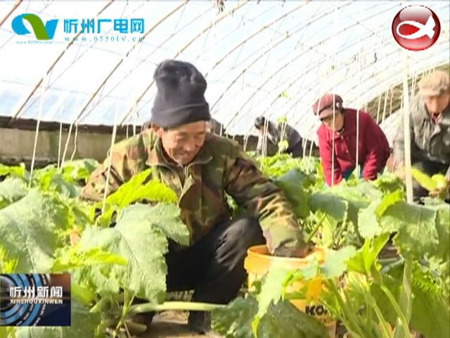 静乐县双路乡：一村一品一主体 特色种植促增收​