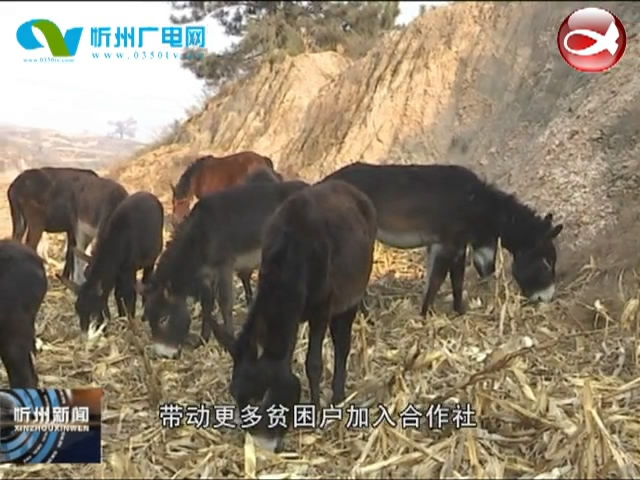 忻府区兰村乡北堡村：养驴产业带动脱贫户持续增收​