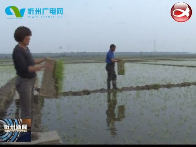 代县：抛秧技术助水稻增产 农技推广促农业增效​