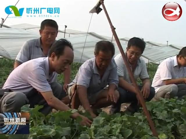代县：种大棚农业转型 调结构农民增收​