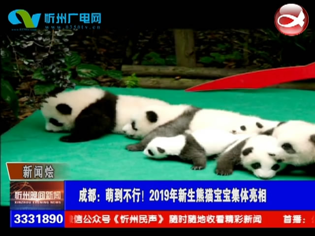 成都：萌到不行！2019年新生熊猫宝宝集体亮相​