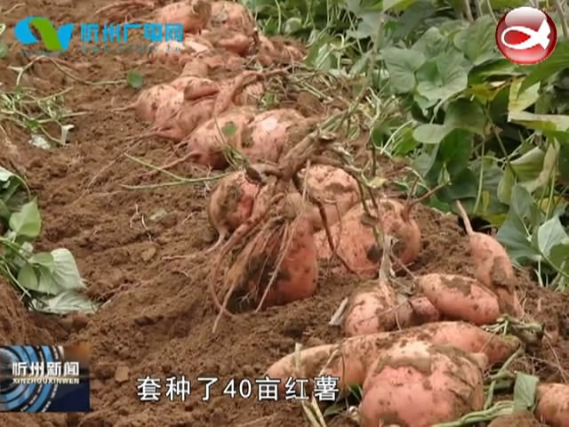定襄：栽桑养蚕套种红薯 立体种养农民增收​