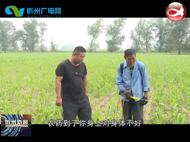 忻府区乔村：调产扩种小杂粮 500亩张杂谷苗肥苗壮长势喜人​