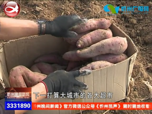 忻府区游邀村：引进新品种 提升产量提高村民收入​