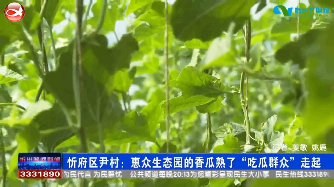 忻府区尹村：惠众生态园的香瓜熟了 “吃瓜群众”走起​