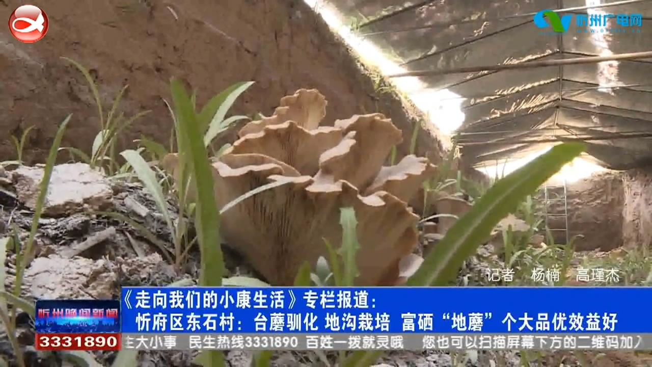 忻府区东石村：台蘑驯化  地沟栽培    富硒“地蘑”个大品优效益好