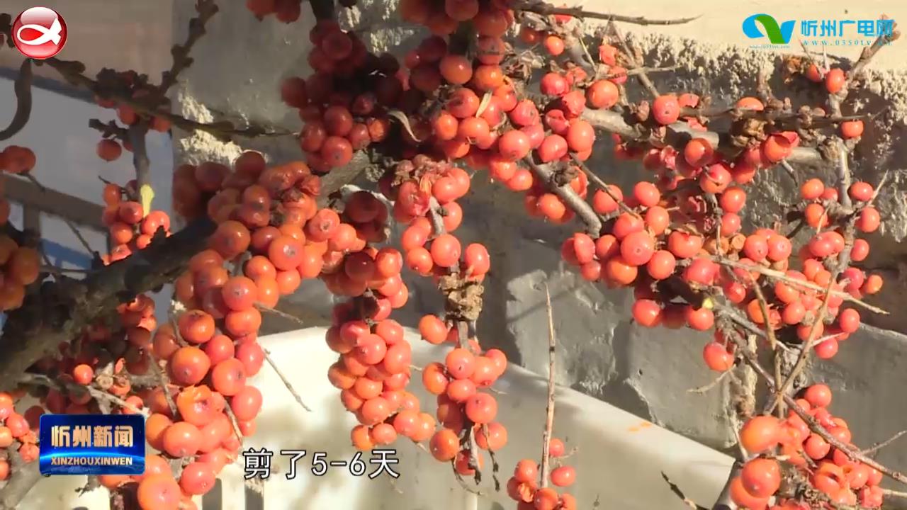 岢岚：黄土坡上“小沙棘” 农民增收“金豆豆”​