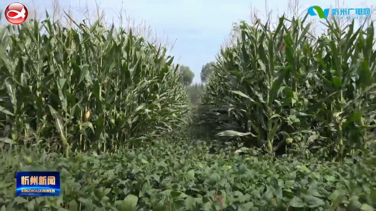 定襄：大豆玉米复合套种 三万亩粮田喜获丰收​