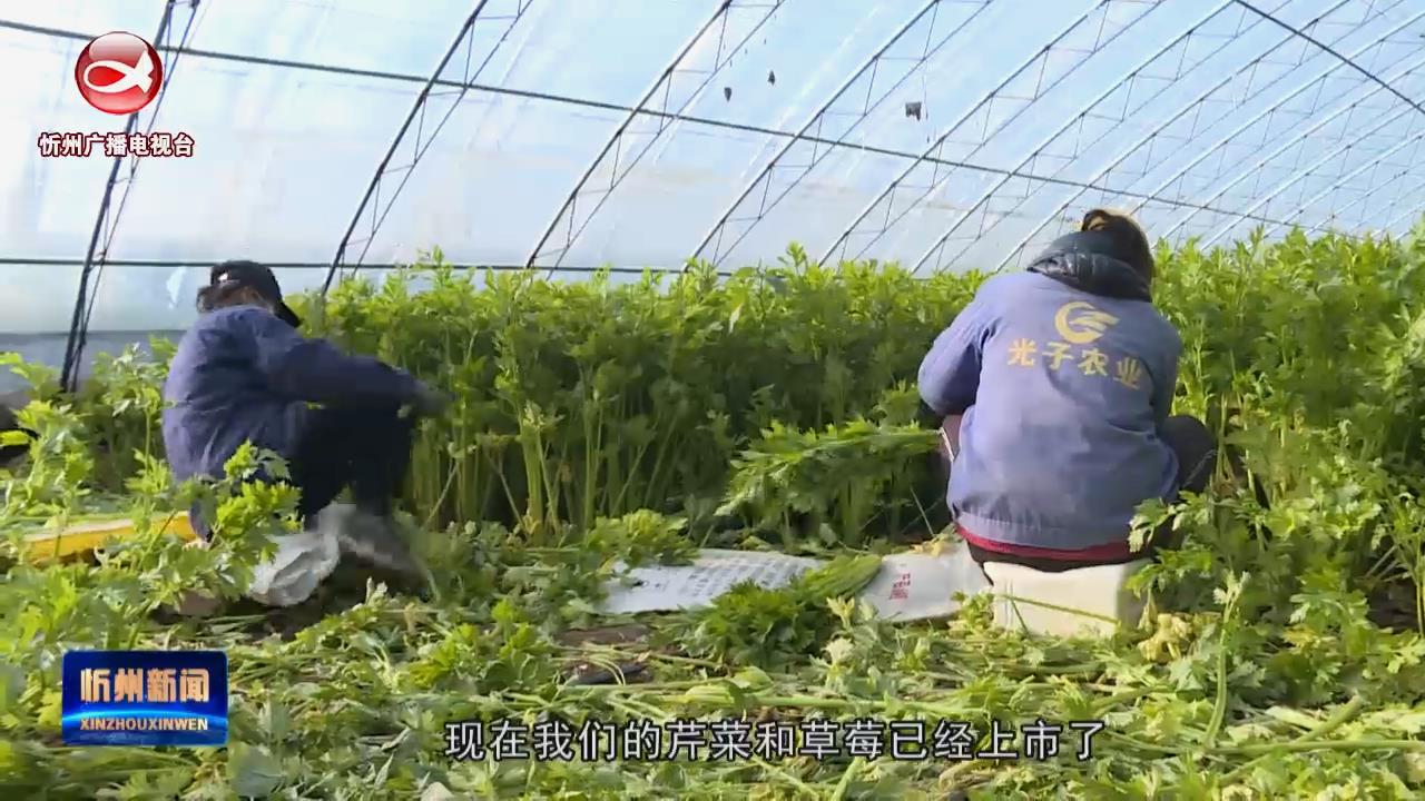 忻府区：大棚果蔬采收忙 稳产保供不断档​
