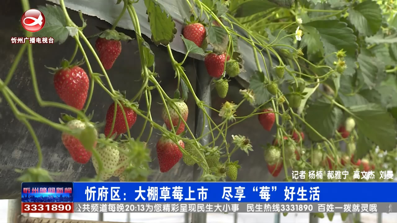 忻府区：大棚草莓上市 尽享“莓”好生活​